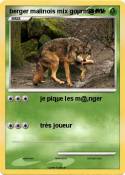 berger malinois