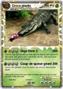 Croco plante
