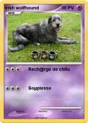 irish wolfhound