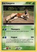 Red Kangaroo