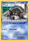 malamute d'alas