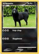 schipperke
