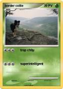 border collie