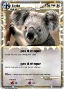 koala