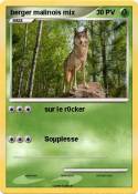 berger malinois