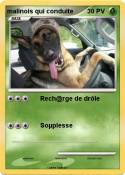 malinois qui