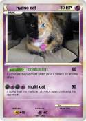 hypno cat