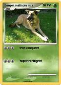 berger malinois