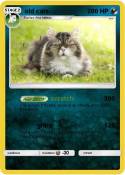 old cats