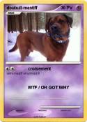 doubull-mastiff