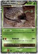 Fluffy Echidna