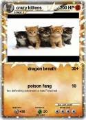crazy kittens