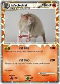 infected rat