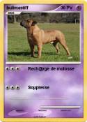 bullmastiff