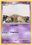 border terrier