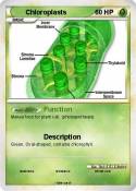 Chloroplasts