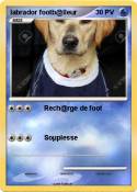 labrador footb@