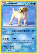Labrador