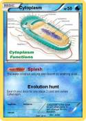 Cytoplasm