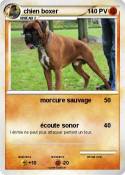 chien boxer