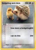 hedgehog and