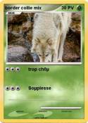 border collie