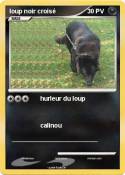 loup noir crois