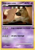 loup-cane corso