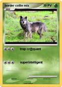border collie