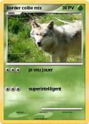 border collie