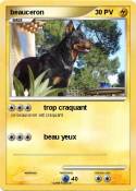 beauceron