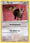 My cats