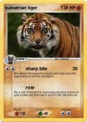 sumatrian tiger