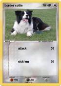 border collie