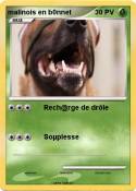 malinois en
