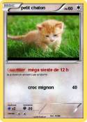 petit chaton