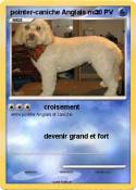 pointer-caniche