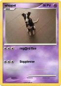 whippet