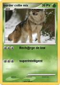 border collie
