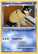 malamute d'alas