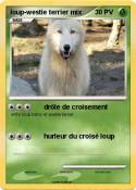 loup-westie