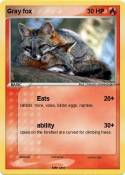 Gray fox