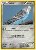 budgie