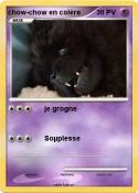 chow-chow en