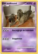 irish wolfhound