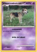 whippet-malinoi
