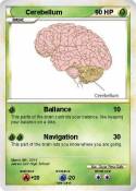 Cerebellum