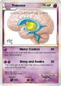 Thalamus