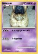 bullmastiff
