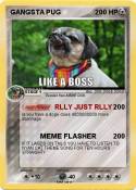 GANGSTA PUG